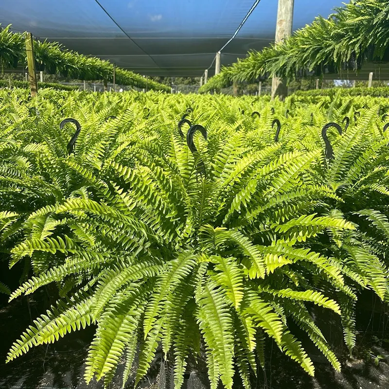 🔥 Last Day 70% OFF🌲 UV-Resistant Lifelike Artificial Boston Fern With LED Lights