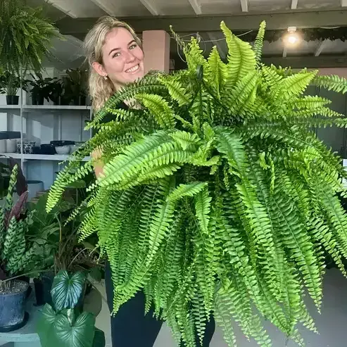 🔥 Last Day 70% OFF🌲 UV-Resistant Lifelike Artificial Boston Fern With LED Lights