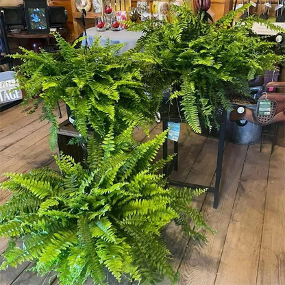 🔥 Last Day 70% OFF🌲 UV-Resistant Lifelike Artificial Boston Fern With LED Lights