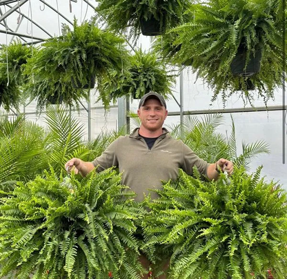🔥 Last Day 70% OFF🌲 UV-Resistant Lifelike Artificial Boston Fern With LED Lights